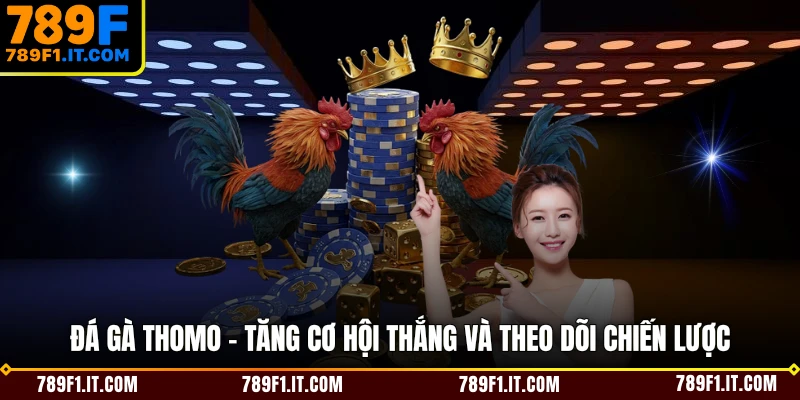 Đá Gà Thomo - Tăng Cơ Hội Thắng Và Theo Dõi Chiến Lược